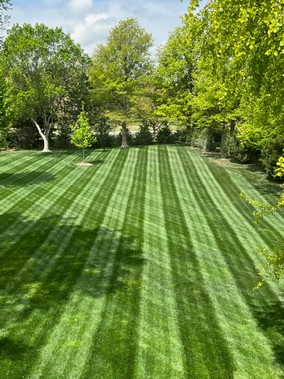 Lawn Maintenance