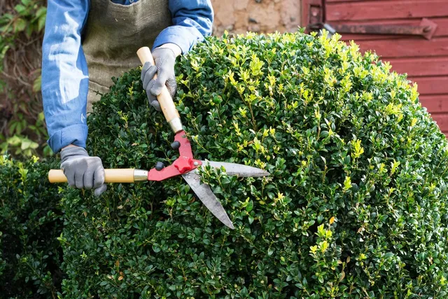 Shurb Trimming project 2