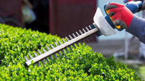 Shurb Trimming project 4