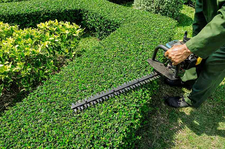 Shurb Trimming Services in Clinton, IA